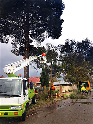 Tree Removal Service Adelaide