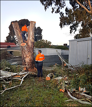 Tree Branch Removals Adelaide