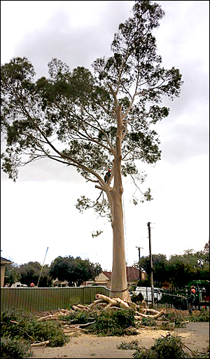 Tree Lopping Adelaide